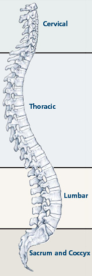 regions of the spine