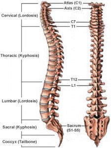 vertebrae anatomy