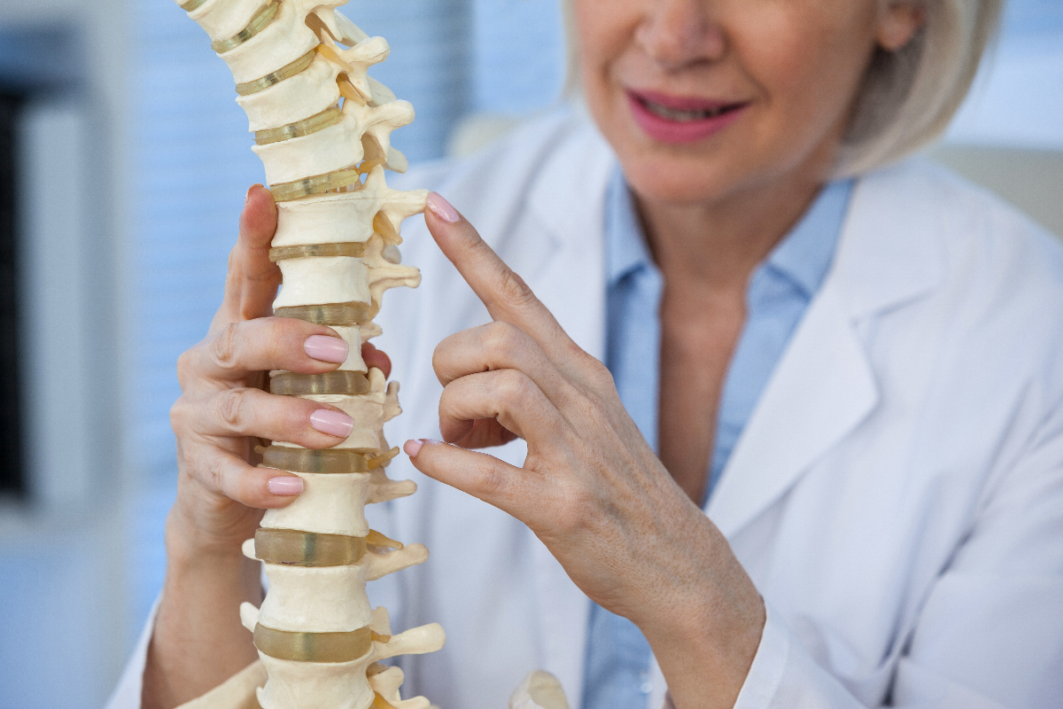 Read more about the article What does the spine do?