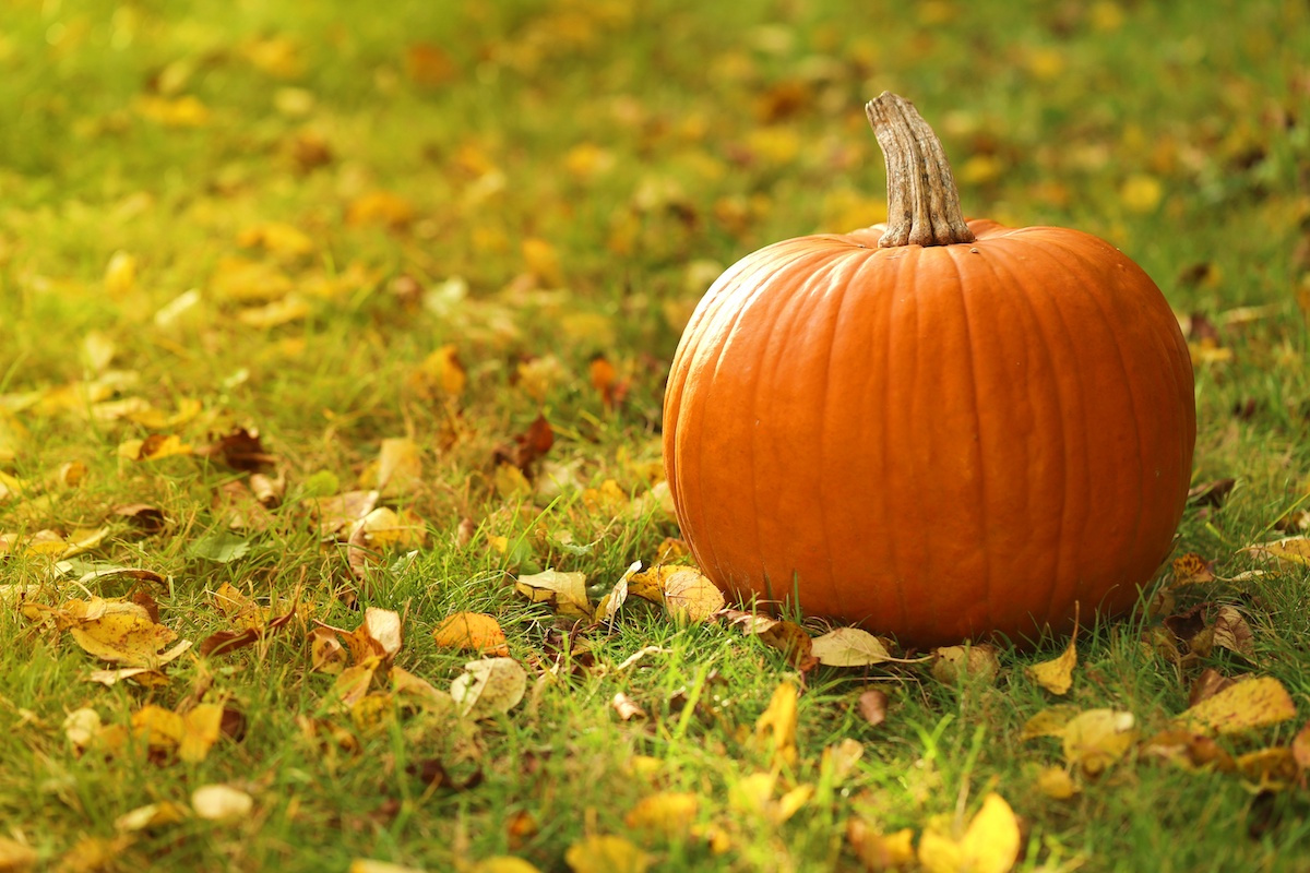 Benefits Of Pumpkin For Your Spine