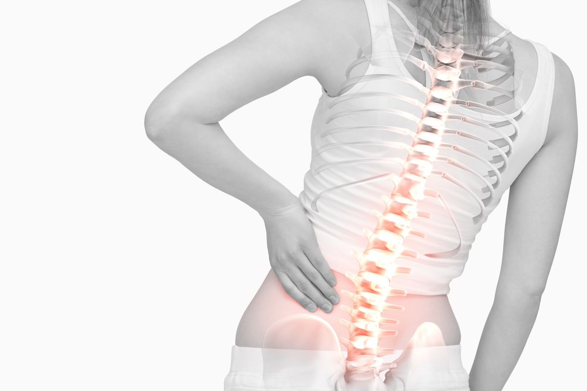 Read more about the article Spine Anatomy