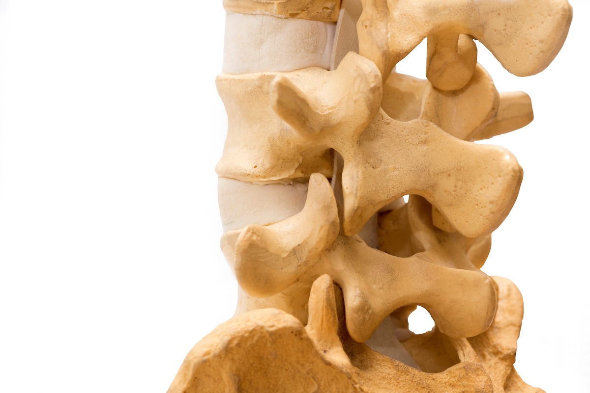 Anatomical Changes In The Spine