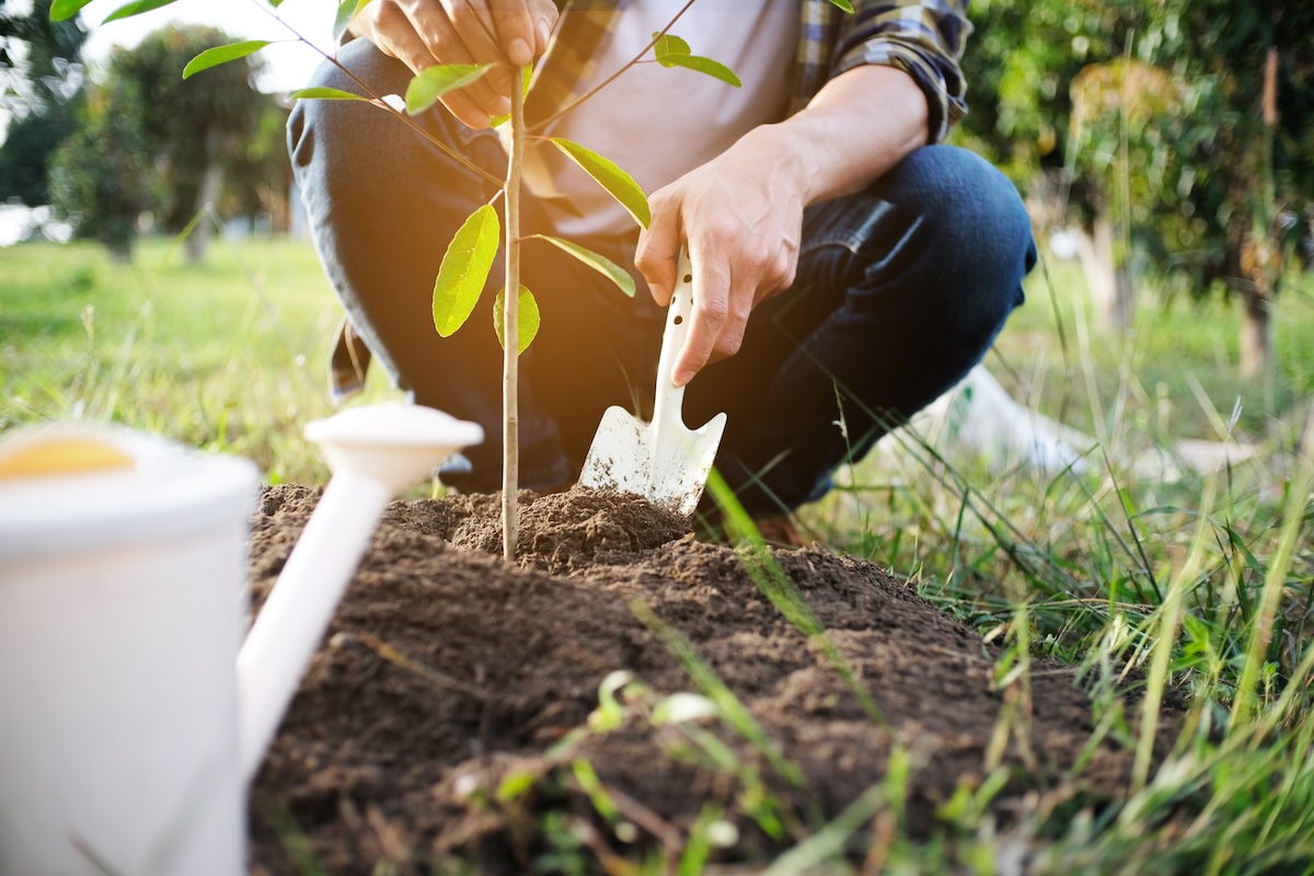 Summer Gardening Without Back Pain: Ergonomic Tips