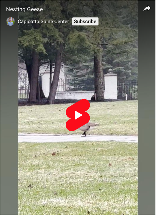 Read more about the article Nesting Geese